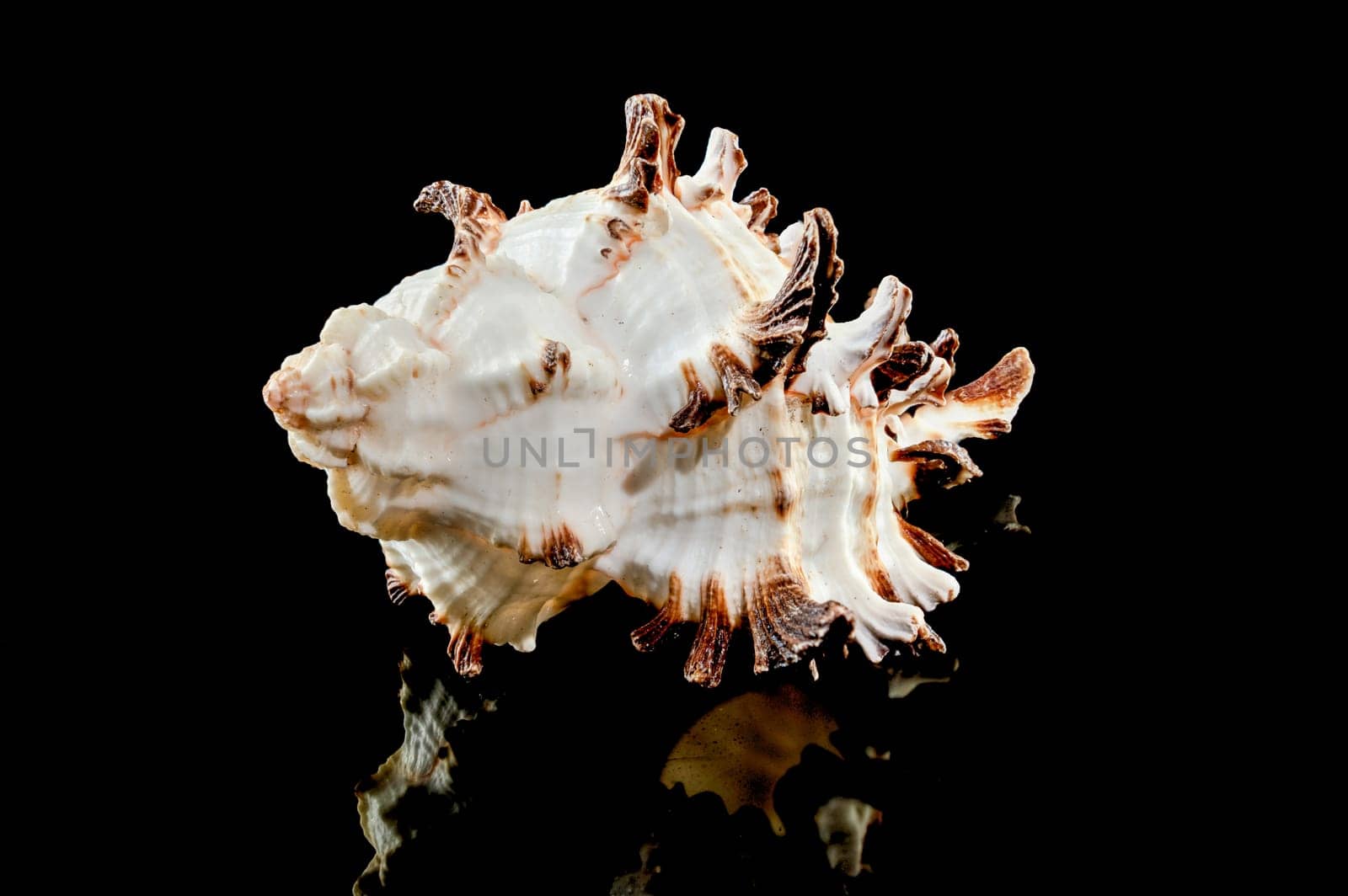 Close-up of Murex Indivia Longspine sea shell on a black background