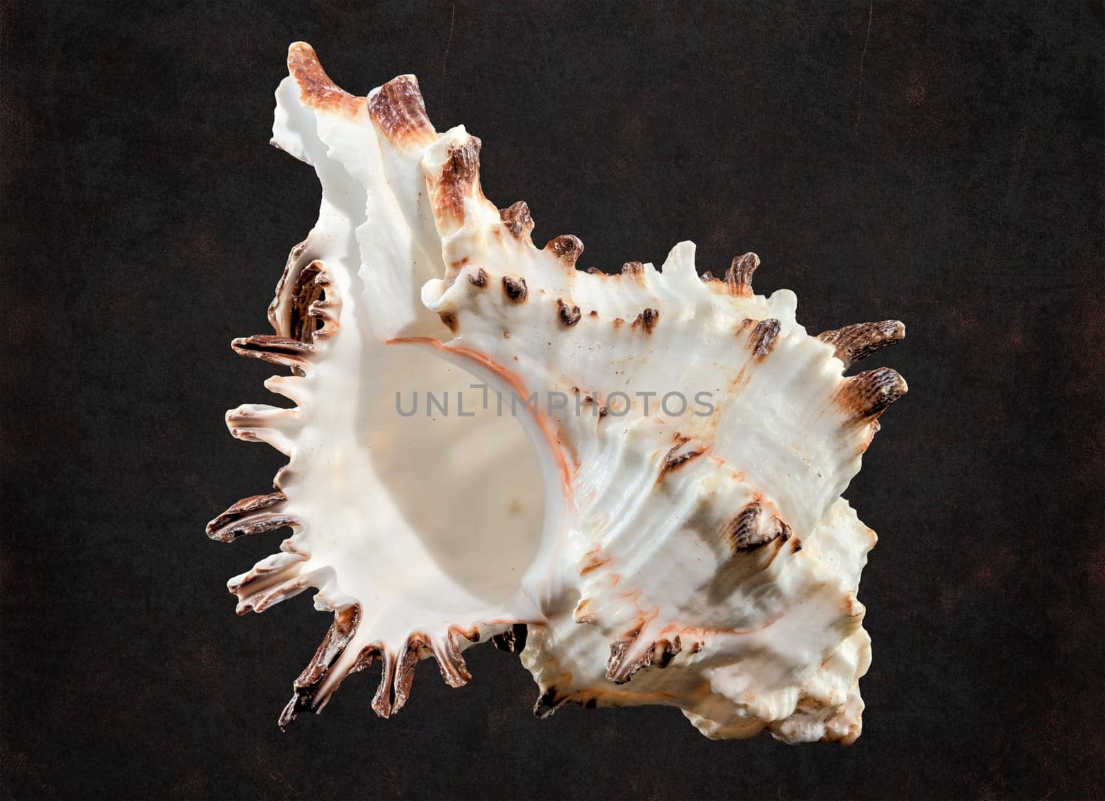 Close-up of Murex Indivia Longspine sea shell on a black background