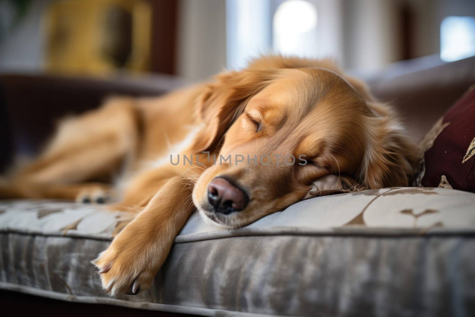 Photo of healthy dog peacefully rest on sofa. Generative AI.