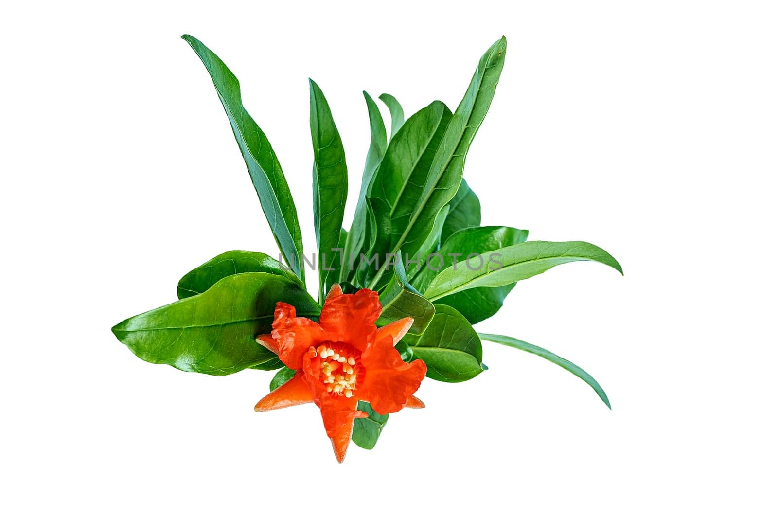 Pomegranate branch, stamens and leaves isolated on white background.