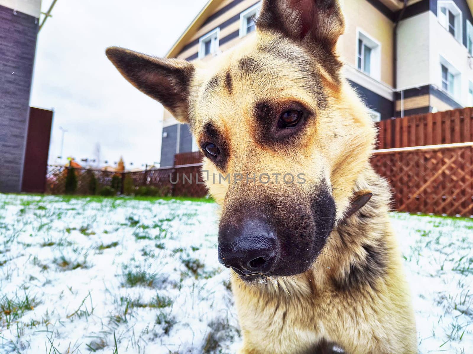 Dog German Shepherd near house in village or city in winter day and white snow around. Waiting eastern European dog veo and white snow