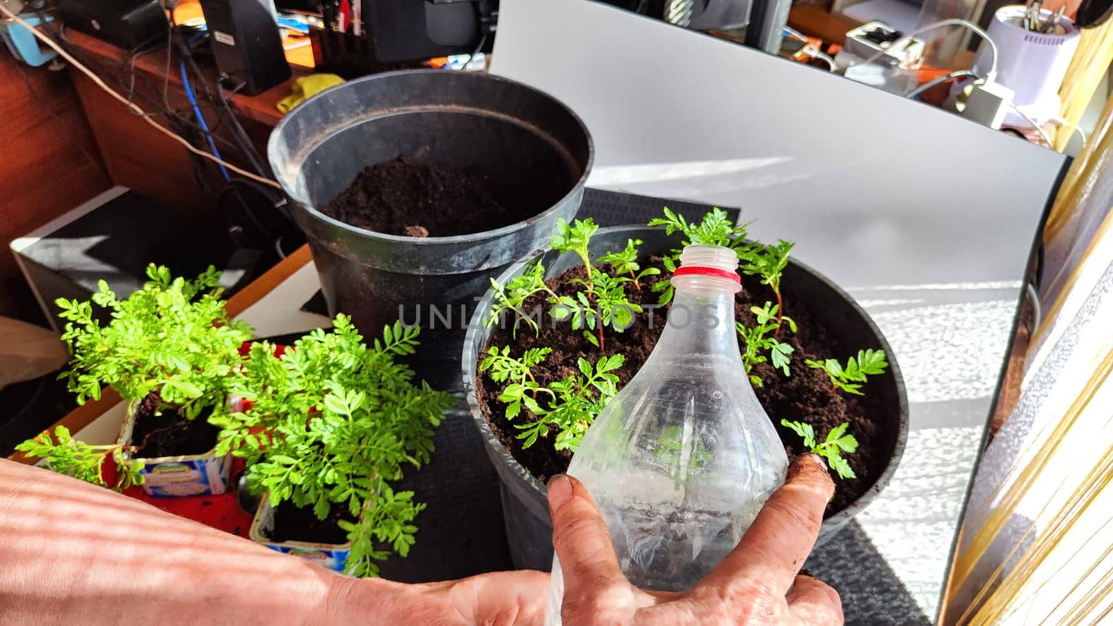 Planting marigold flowers in a pot. Reproduction of plants in spring. Young flower shoots and greenery for the garden. The hands of elderly woman, bucket of earth, green bushes and twigs with leaves