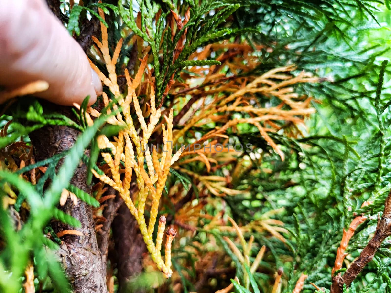 Sick damaged yellow flowers in thuja. Sick tree. Gardening and growing plants