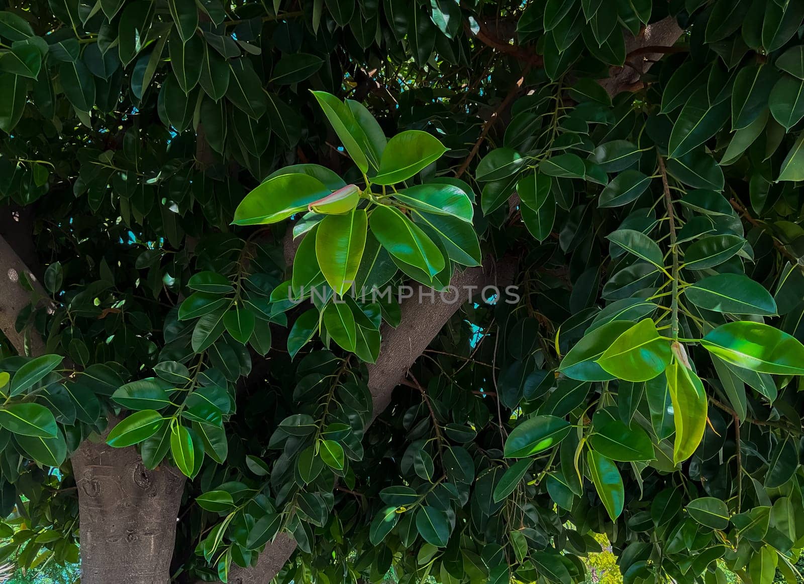 Ficus tree with young green leaves. Natural tropical tree background. High quality photo