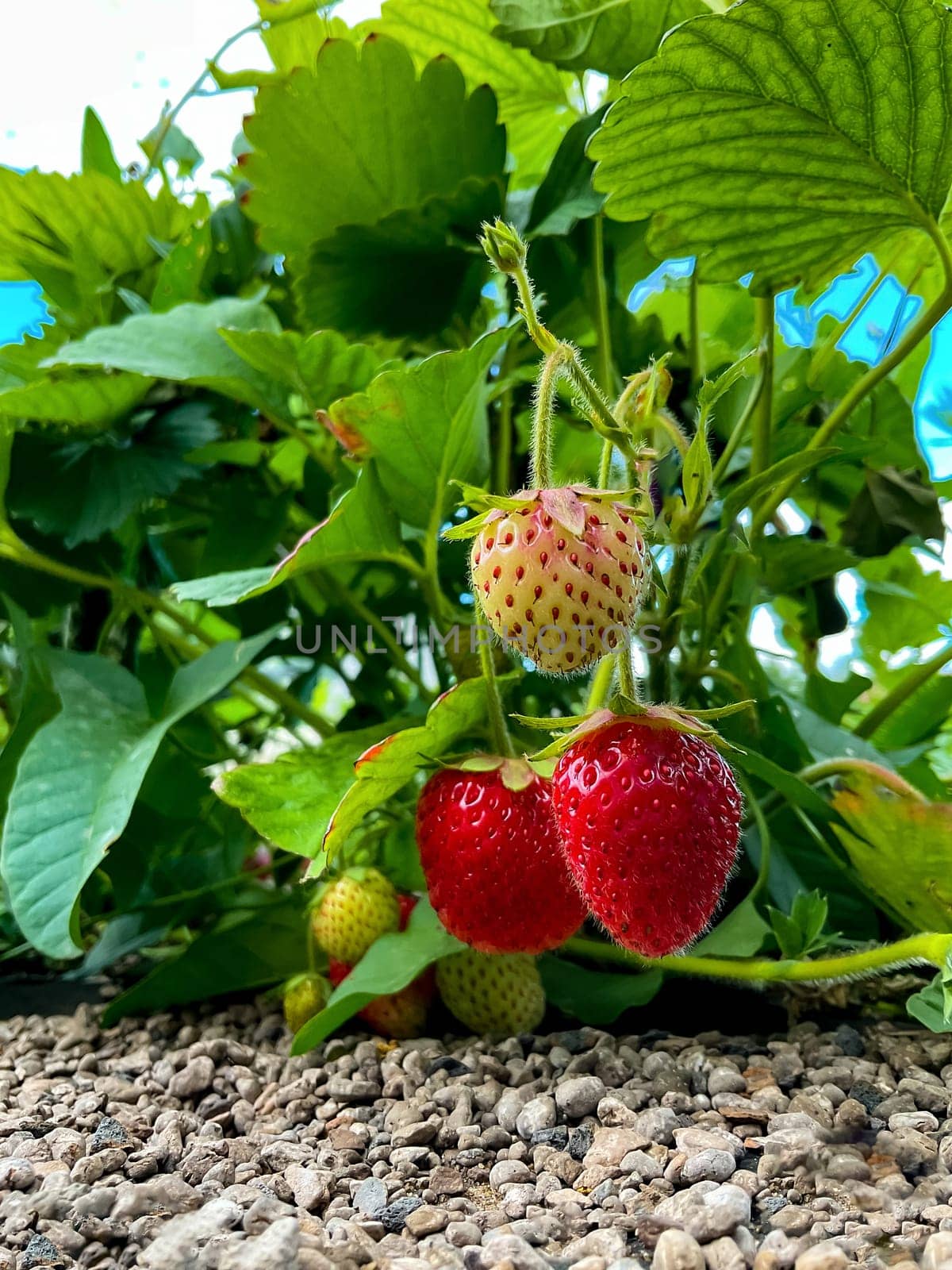 Strawberries growing in an earthen bed in the garden. Selective focus. High quality photo