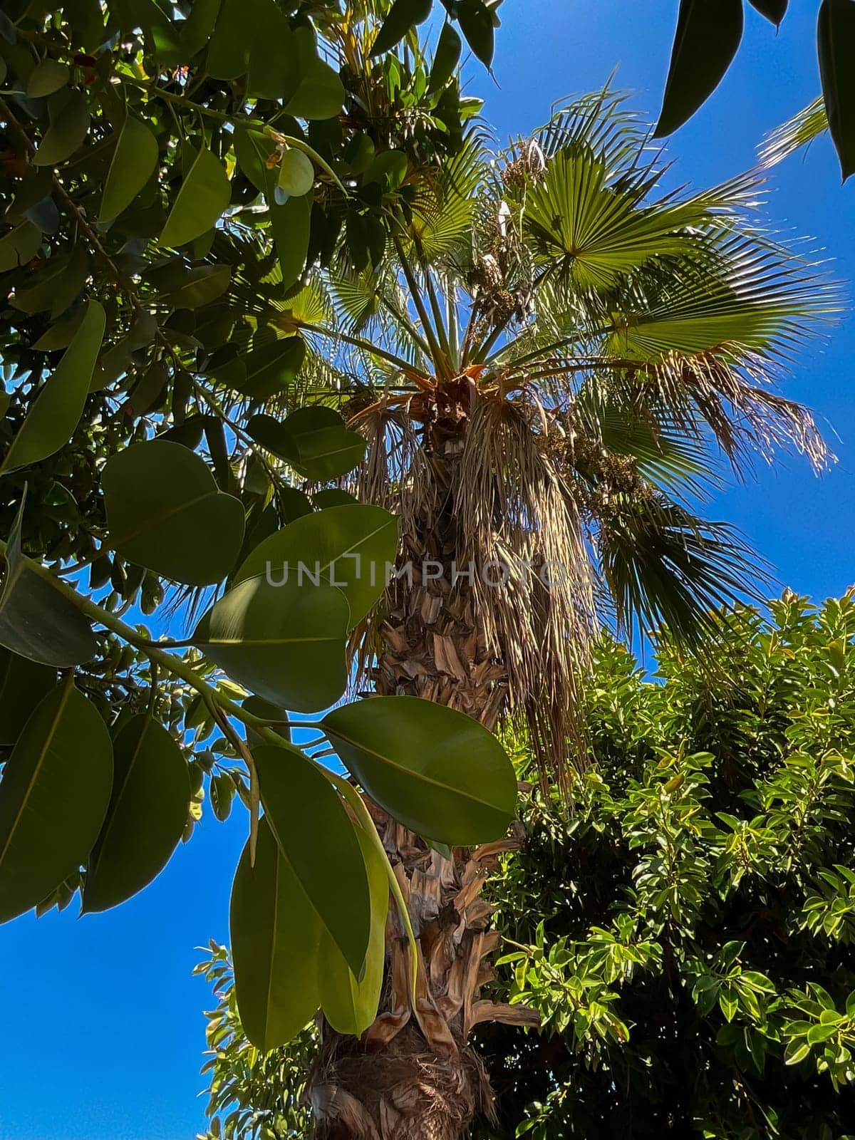 Ficus tree with young green leaves. Natural tropical tree background by Lunnica
