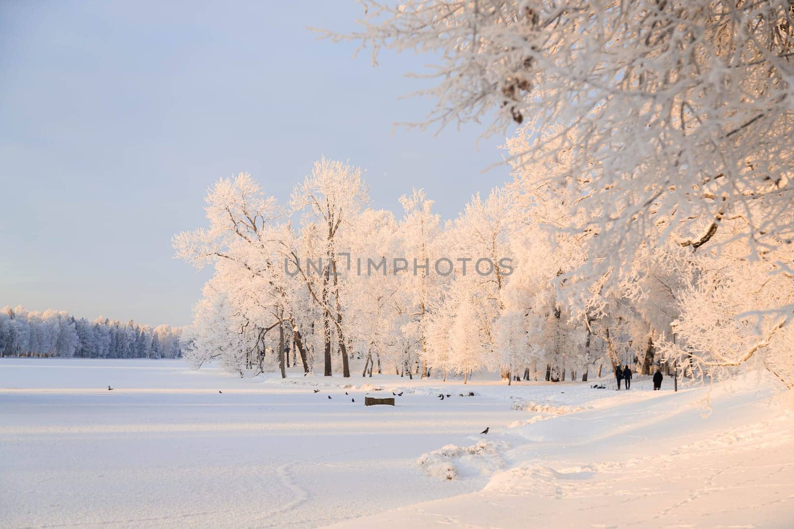 Winter snowy park landscape . the screensaver is winter . a snowy picture . the cover photo . frost
