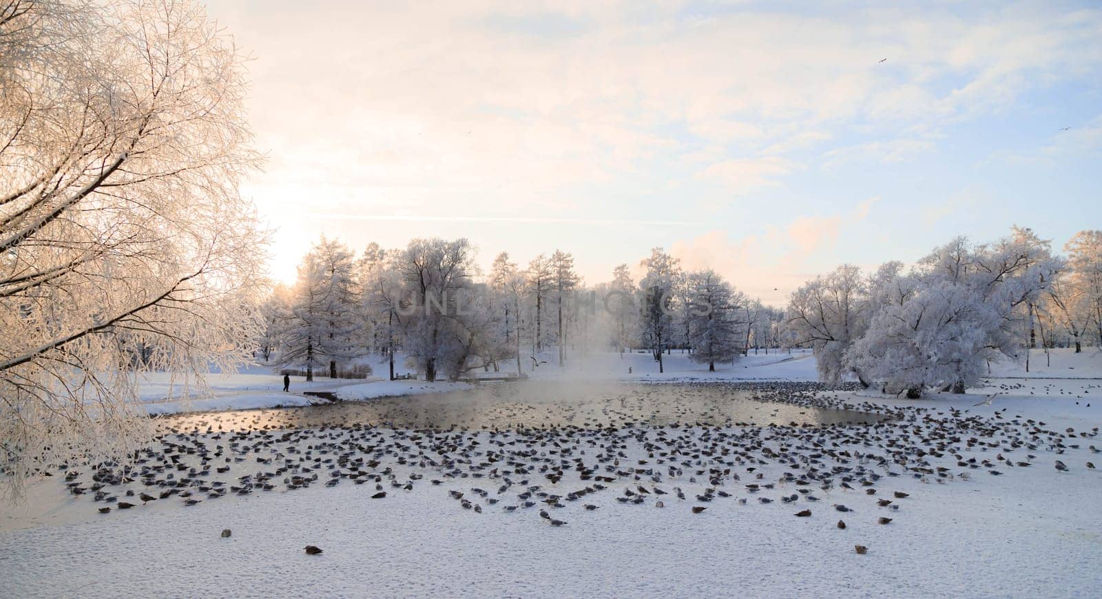 Winter snowy park landscape . the screensaver is winter . a snowy picture . the cover photo . frost