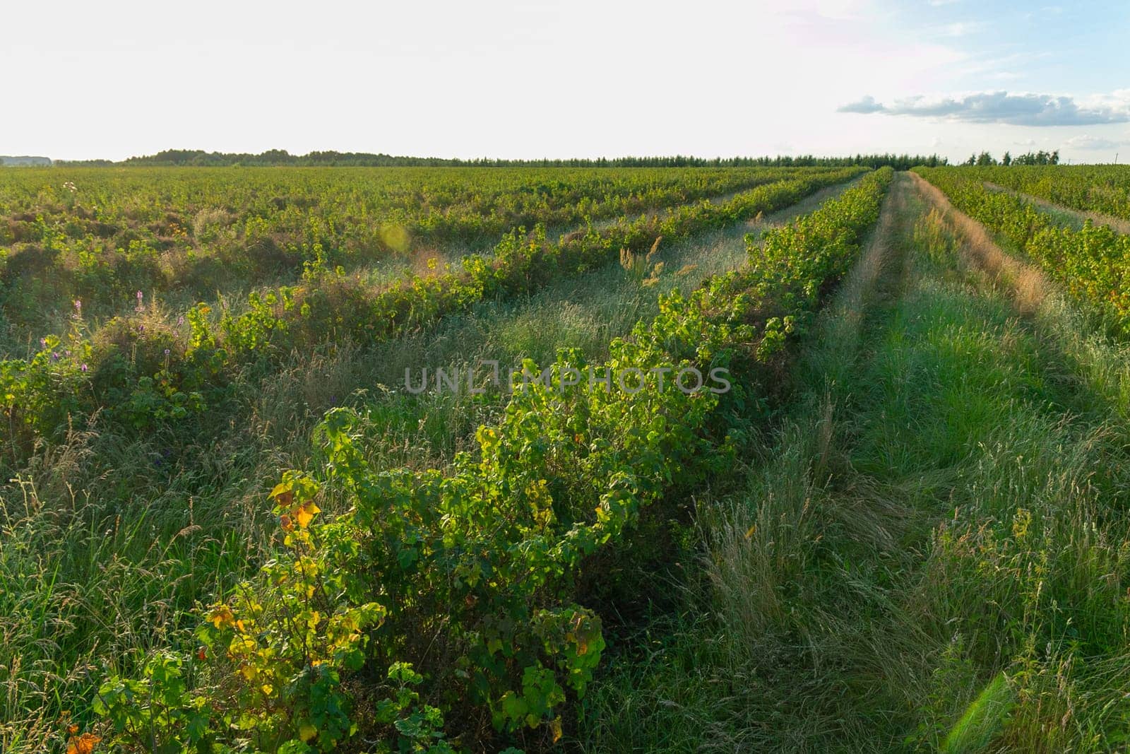 Rows of currant bush on the agricultural field. Currant bushes planted in even rows in the field. Ecological fruit plantation concpet. Black currant on farmland in sunny day.