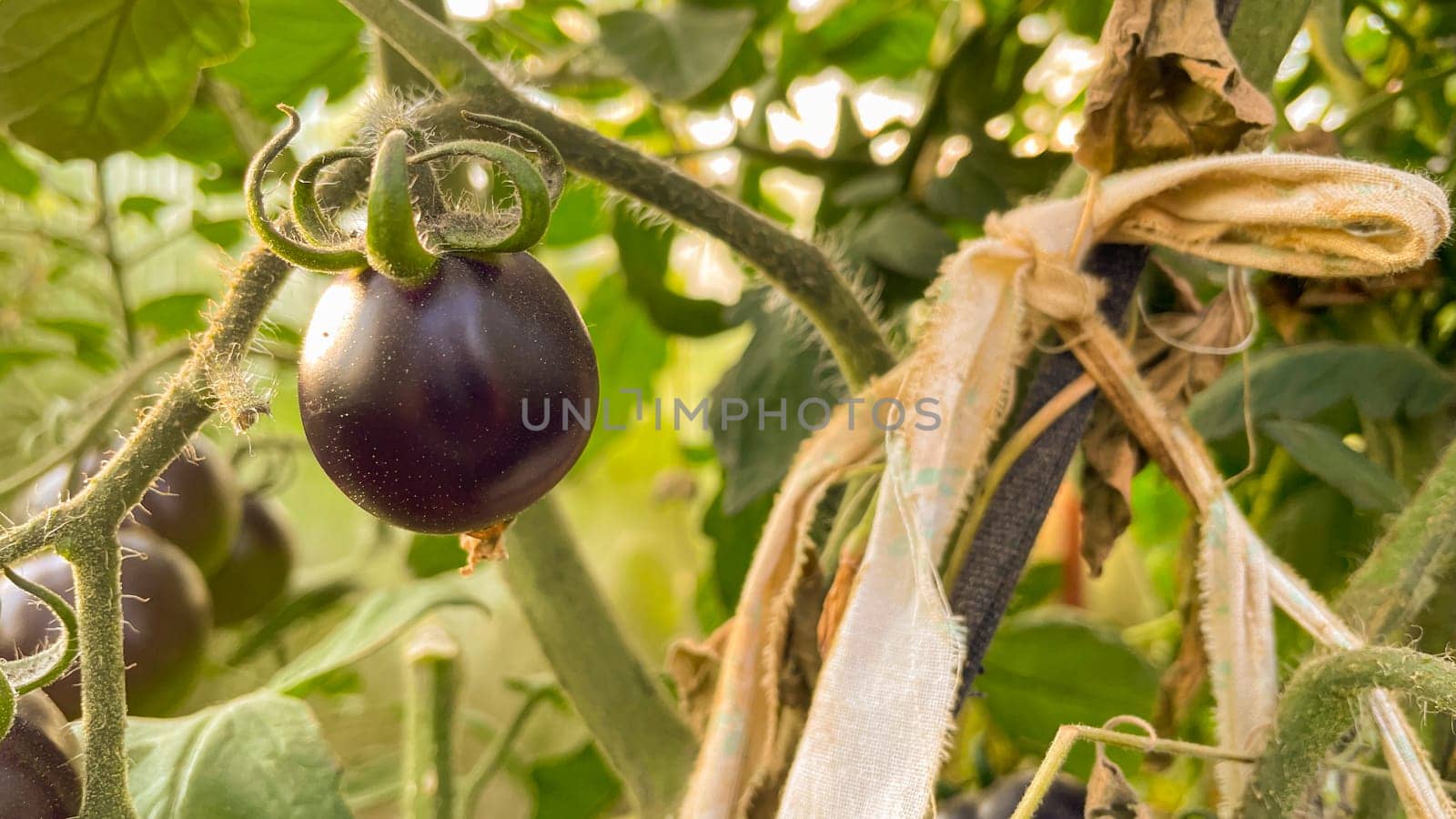 small black tomatoes in the greenhouse by KCreeper