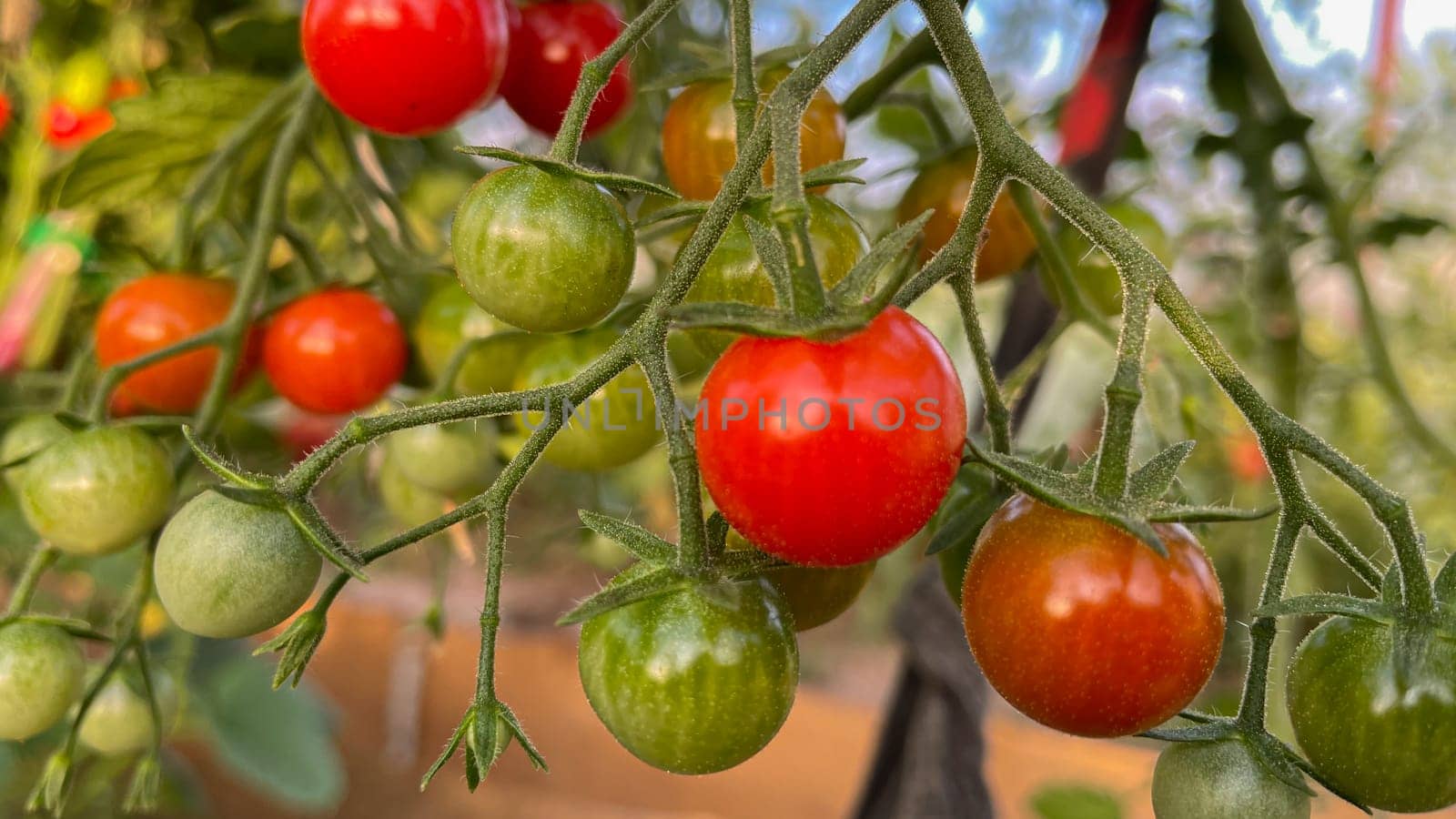 small red tomatoes in the greenhouse by KCreeper