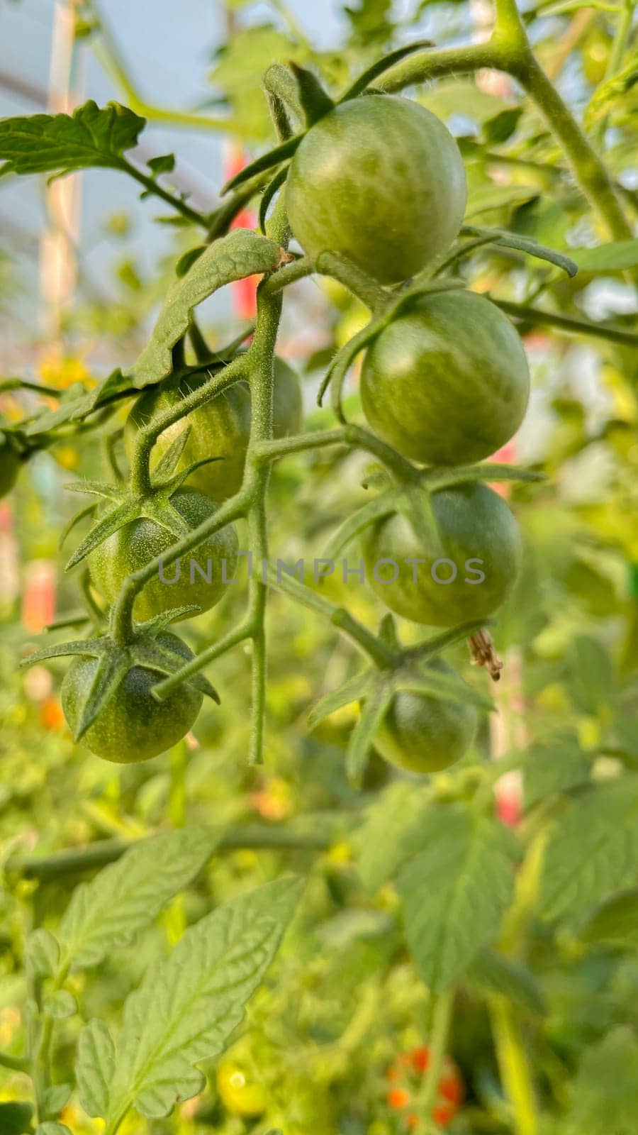 small green tomatoes in the greenhouse.