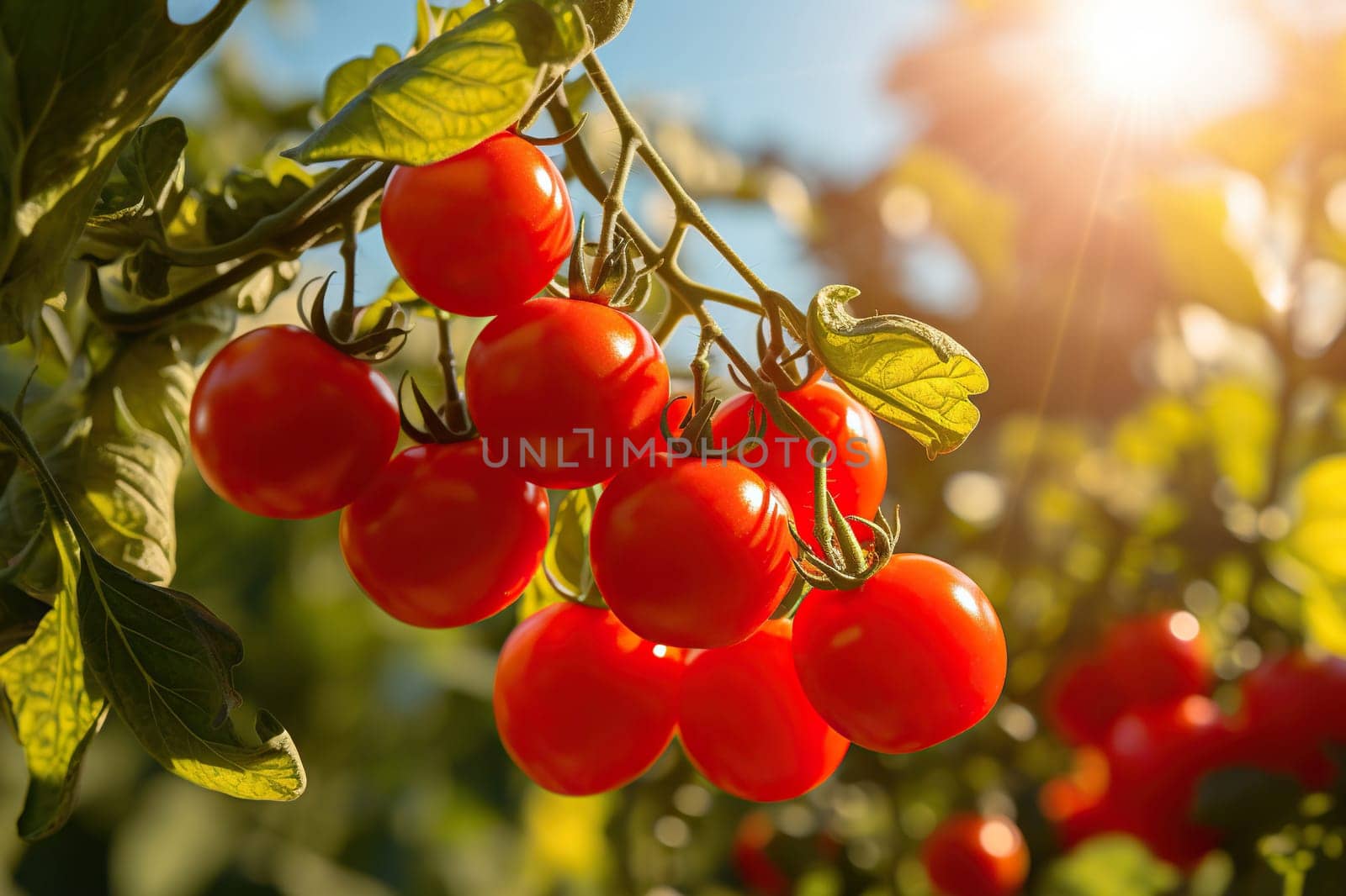 Ripe cherry tomatoes on a branch against a background of sunny bokeh.