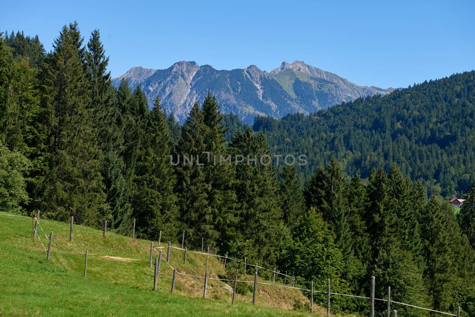 Alpine Meadows, Pine Forests, and the Azure Sky. Summer Meadows and Evergreen Forests Beneath Blue Skies. Mountain: Grazing Pastures and Pine-Laden Slopes in Summer. Nature Alpine Ecosystem Harmony Under a Canopy of Blue. Alpine Haven: Eco-Friendly Meadows and Fir-Adorned Slopes. by Andrii_Ko