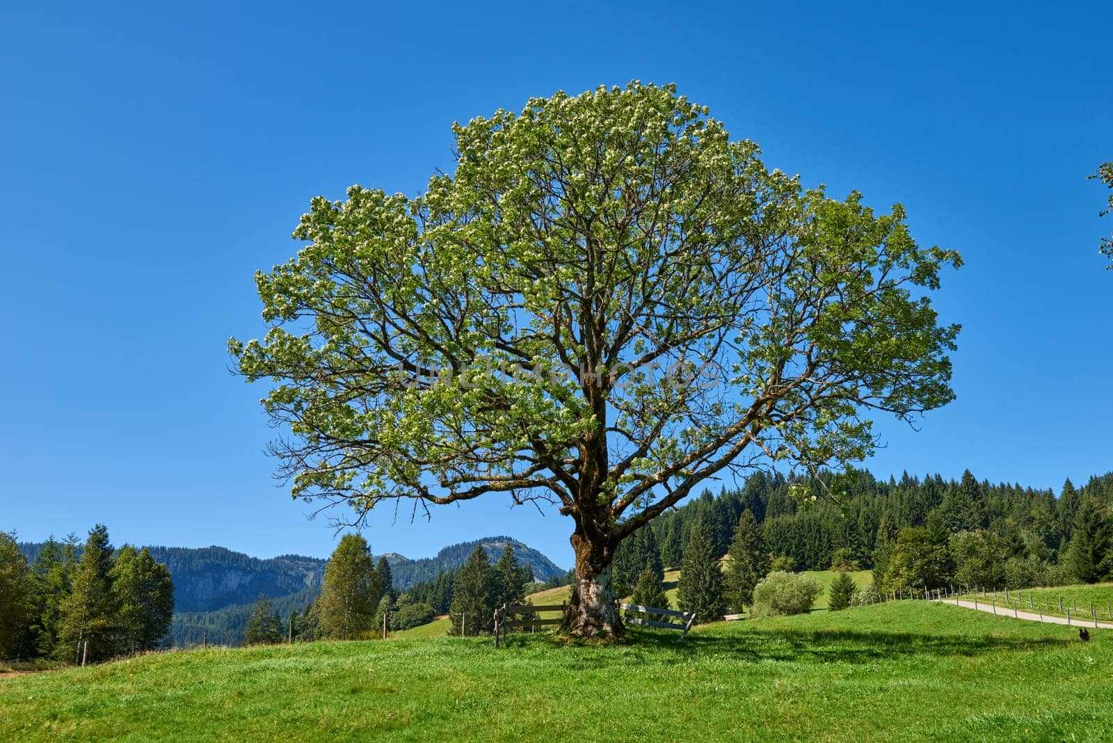 Alpine Symphony Unveiled: Summer Majesty in the Wilderness of Majestic Peaks. Summit Serenity Captured: Majestic Peaks and a Grand Tree in the Alpine Meadow. Mountain Vista Elegance Defined: A Grand Tree Gracing the Alpine Pasture Scene. Blue Skies Over Peaks Captured: Majestic Alpine Landscape in the Heart of Summer. Nature's Tapestry Revealed: A Lone Tree Amidst Alpine Meadows Beneath a Clear Sky