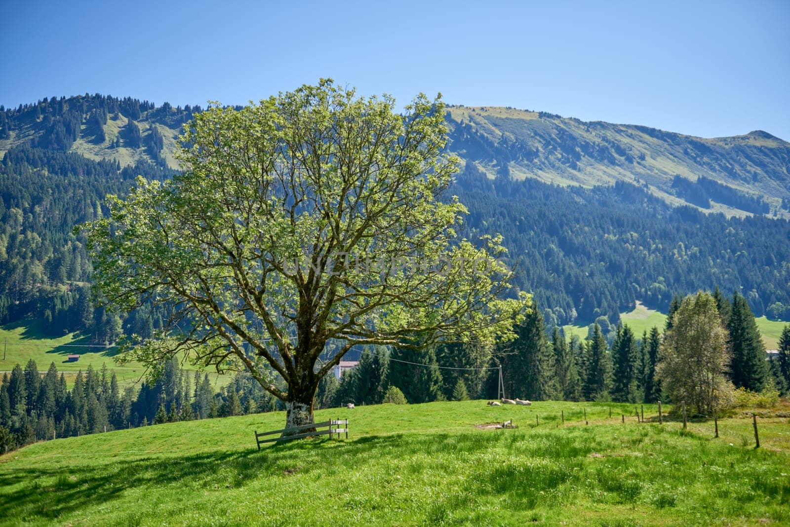 Alpine Symphony Unveiled: Summer Majesty in the Wilderness of Majestic Peaks. Summit Serenity Captured: Majestic Peaks and a Grand Tree in the Alpine Meadow. Mountain Vista Elegance Defined: A Grand Tree Gracing the Alpine Pasture Scene. Blue Skies Over Peaks Captured: Majestic Alpine Landscape in the Heart of Summer. Nature's Tapestry Revealed: A Lone Tree Amidst Alpine Meadows Beneath a Clear Sky