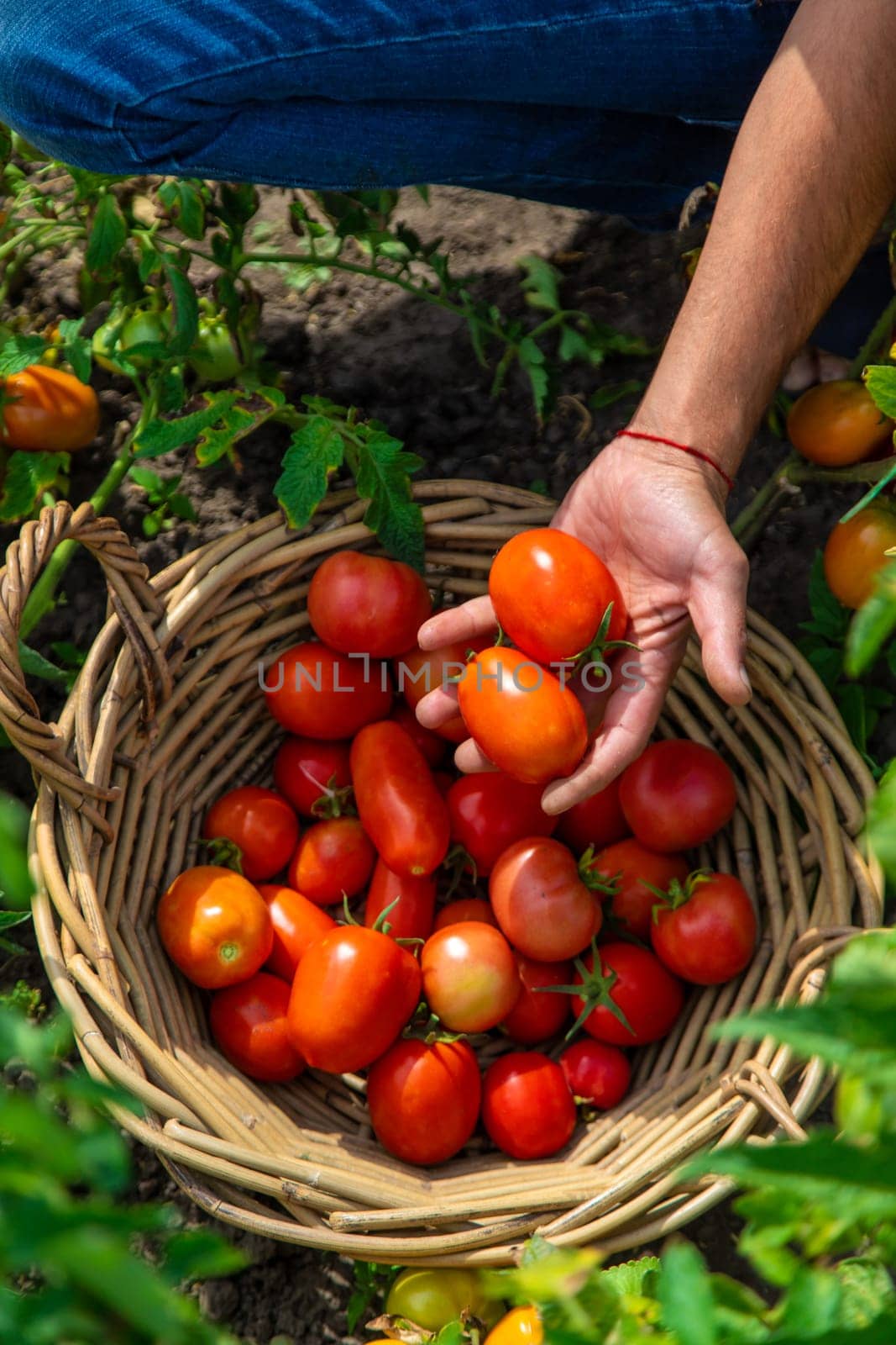 A farmer harvests tomatoes in the garden. Selective focus. Food.