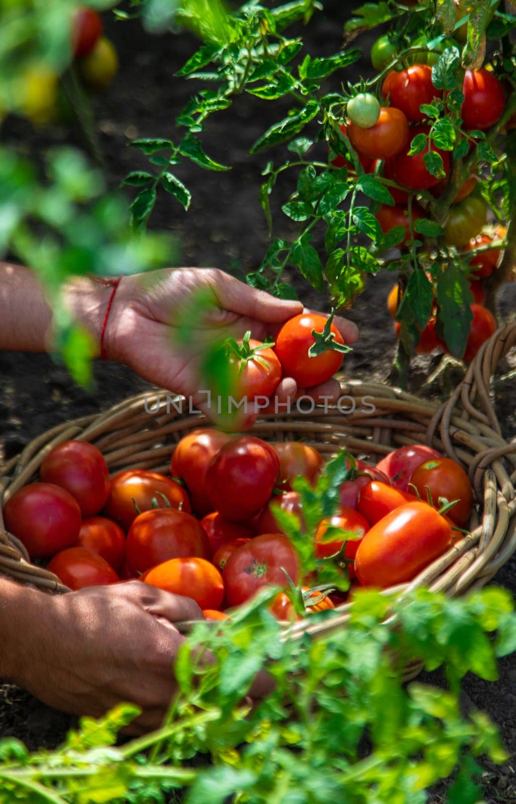 A farmer harvests tomatoes in the garden. Selective focus. by yanadjana