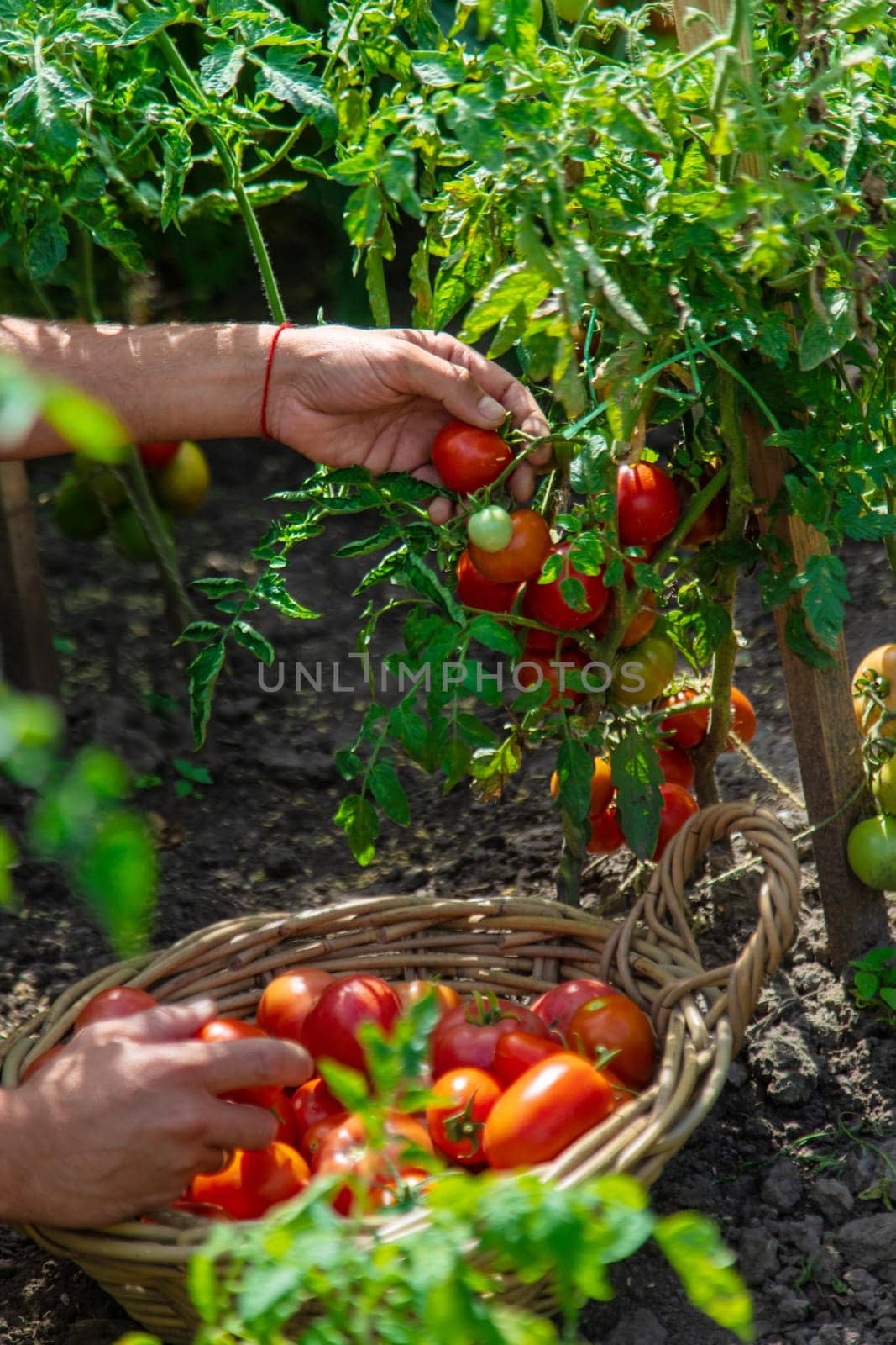 A farmer harvests tomatoes in the garden. Selective focus. Food.