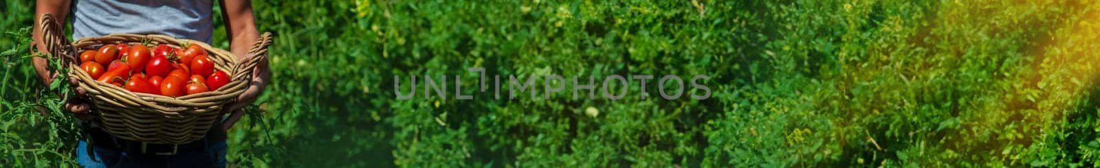 A farmer harvests tomatoes in the garden. Selective focus. Food.