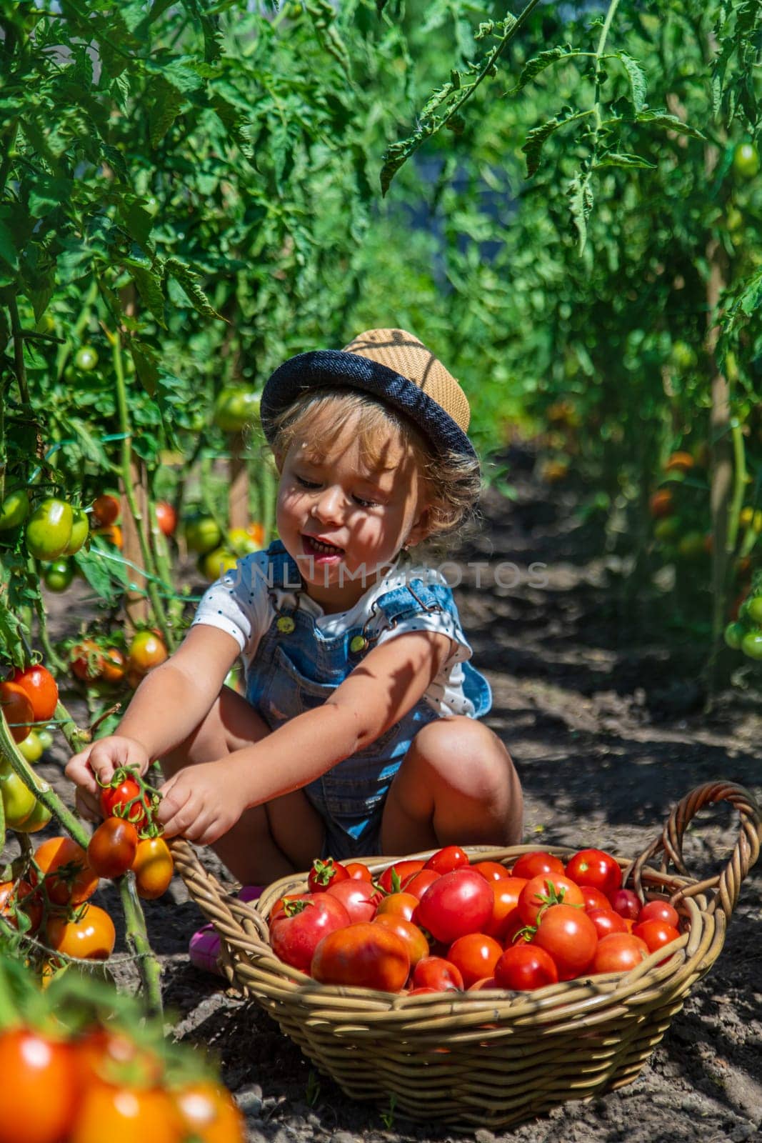 A child is harvesting tomatoes in the garden. Selective focus. Kid.