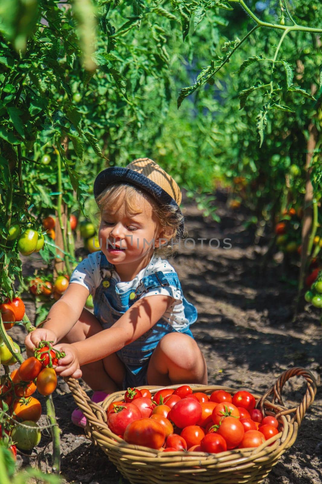 A child is harvesting tomatoes in the garden. Selective focus. Kid.