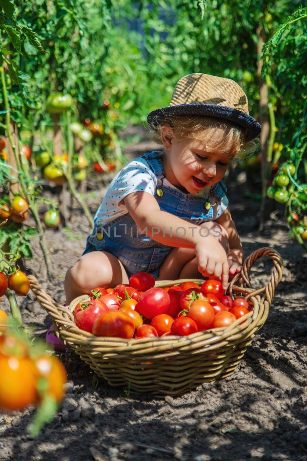 A child is harvesting tomatoes in the garden. Selective focus. by yanadjana