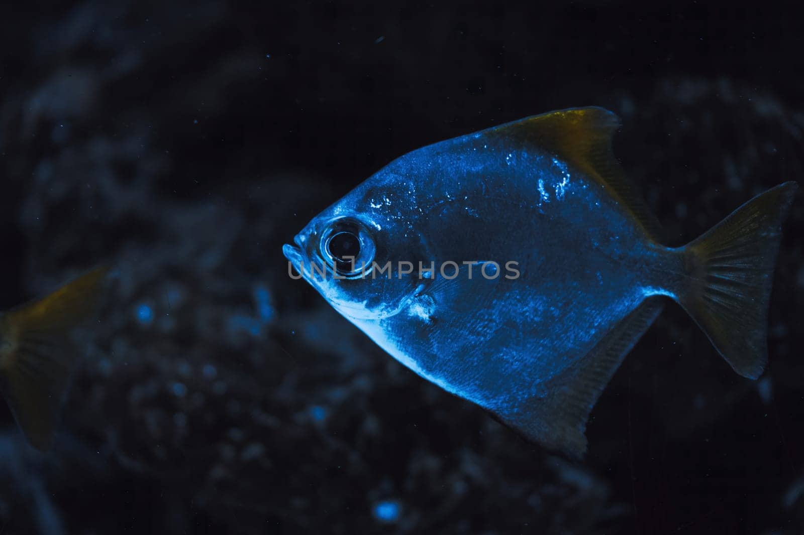 Wild fish swimming underwater in natural environment in blue water background. download image