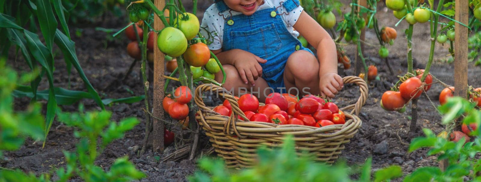 A child is harvesting tomatoes in the garden. Selective focus. Kid.