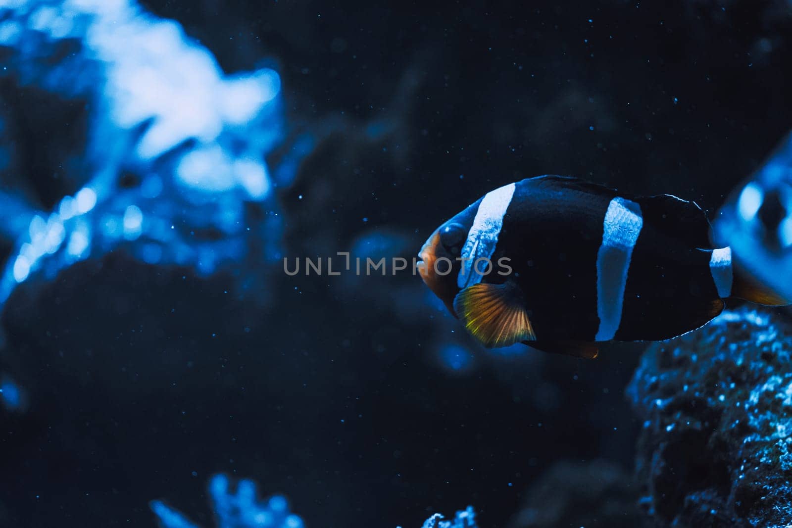 Black and white clownfish percula clownfish,clown anemonefish, anemonefishes. Amphiprion percula a popular aquarium fish. download image