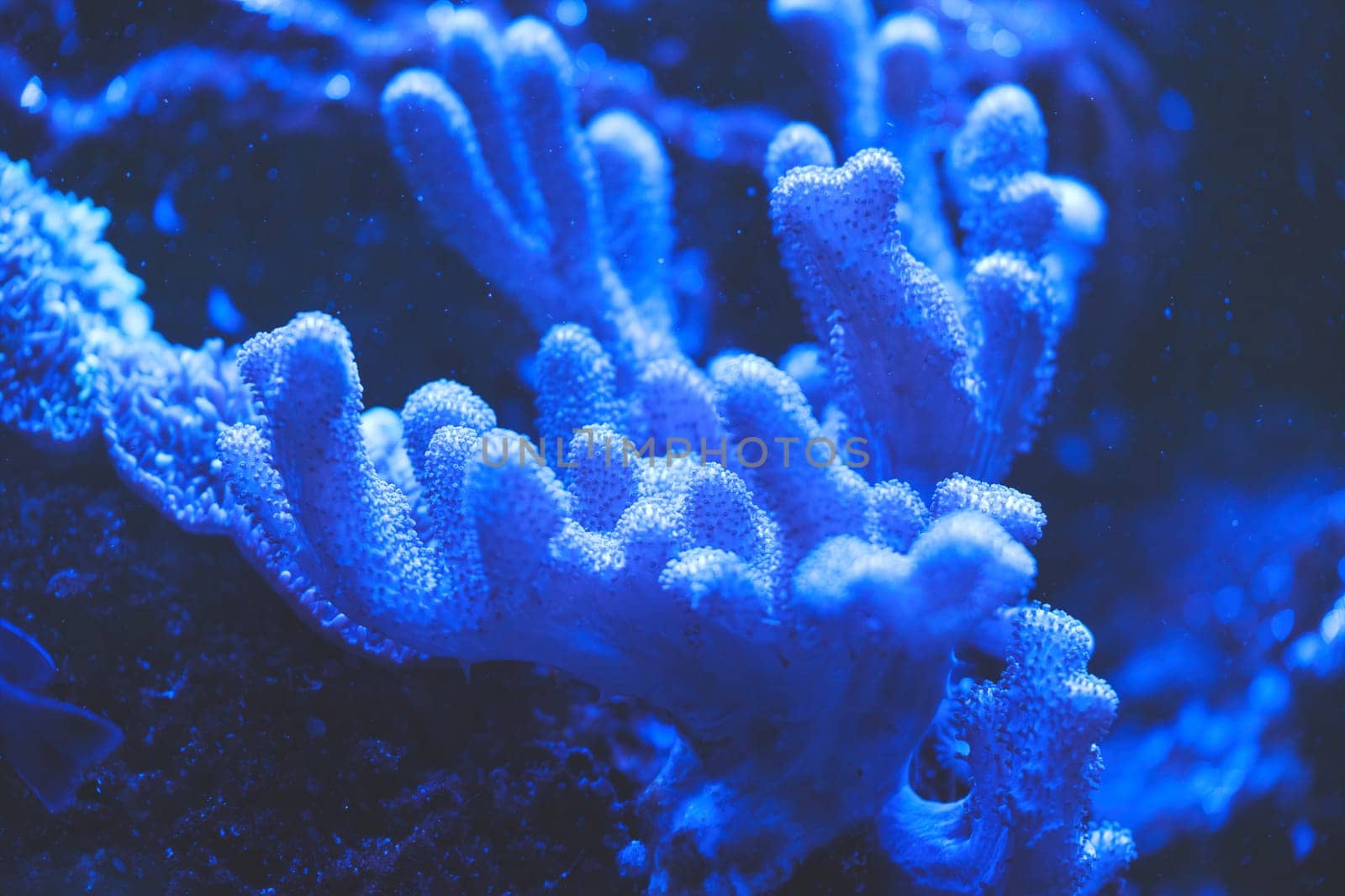 Gorgonian sea rod coral Eunicea calyculata Roatan, Honduras