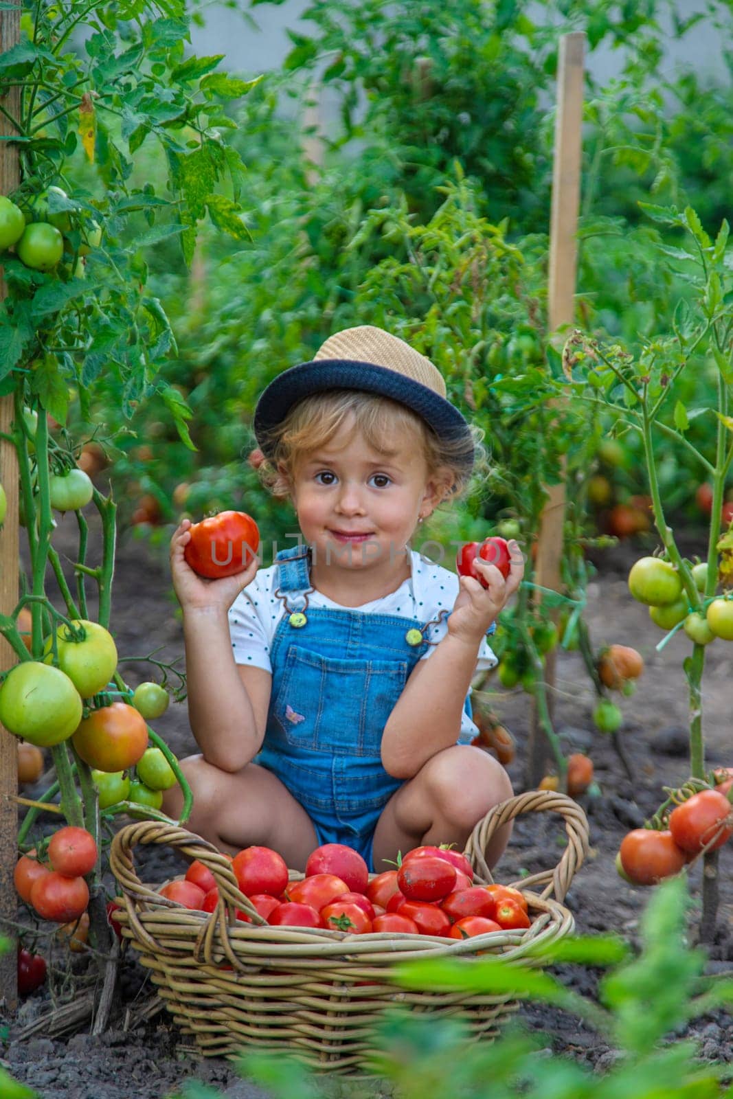 A child is harvesting tomatoes in the garden. Selective focus. Kid.