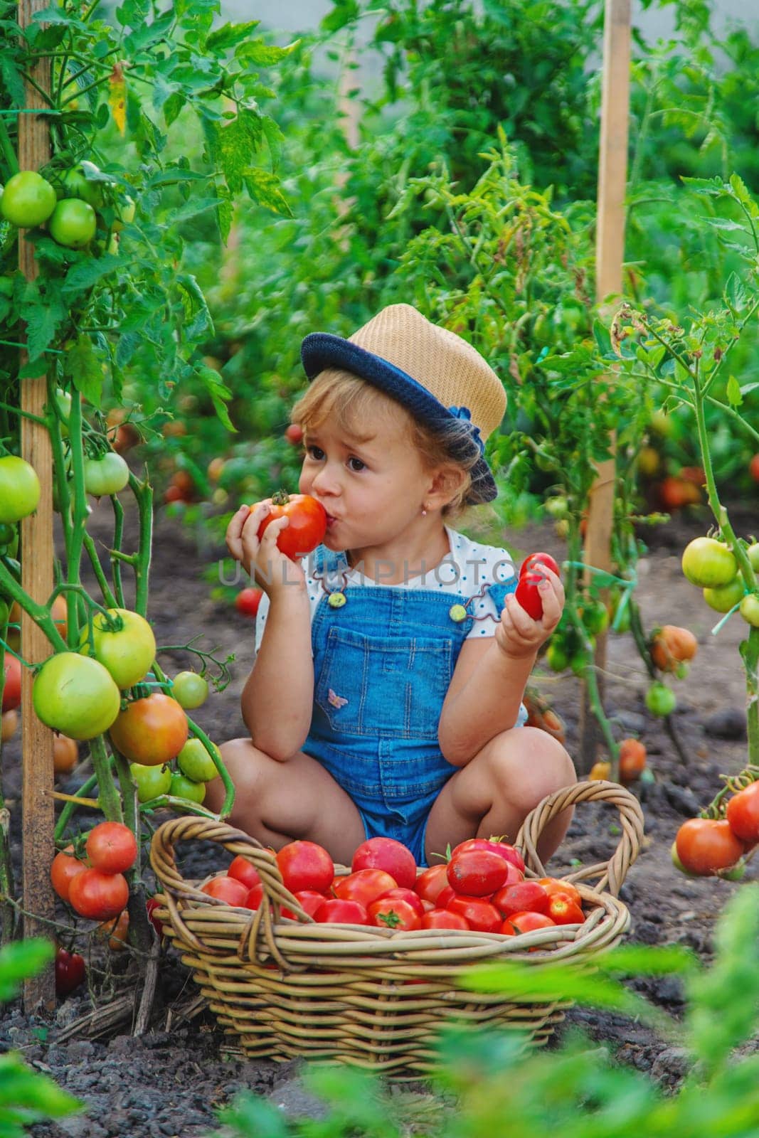 A child is harvesting tomatoes in the garden. Selective focus. Kid.