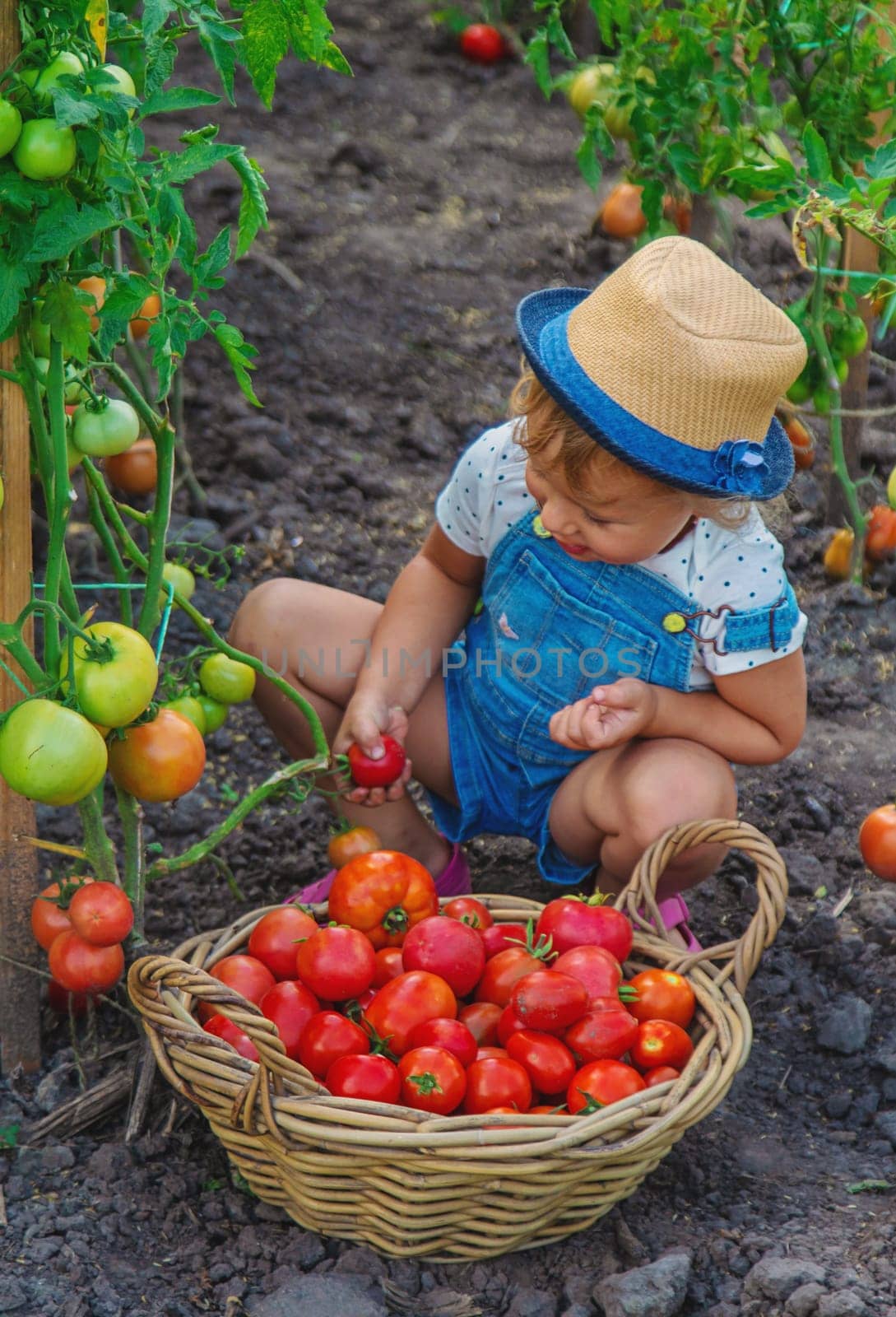 A child is harvesting tomatoes in the garden. Selective focus. Kid.