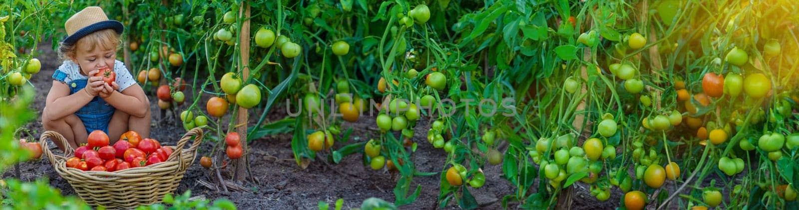 A child is harvesting tomatoes in the garden. Selective focus. Kid.