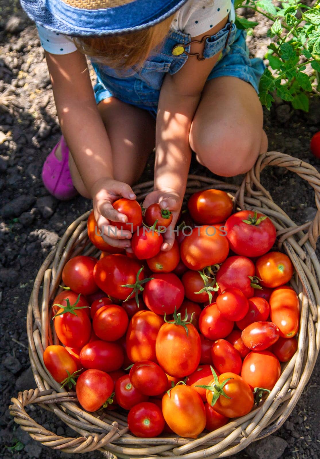 A child is harvesting tomatoes in the garden. Selective focus. Kid.