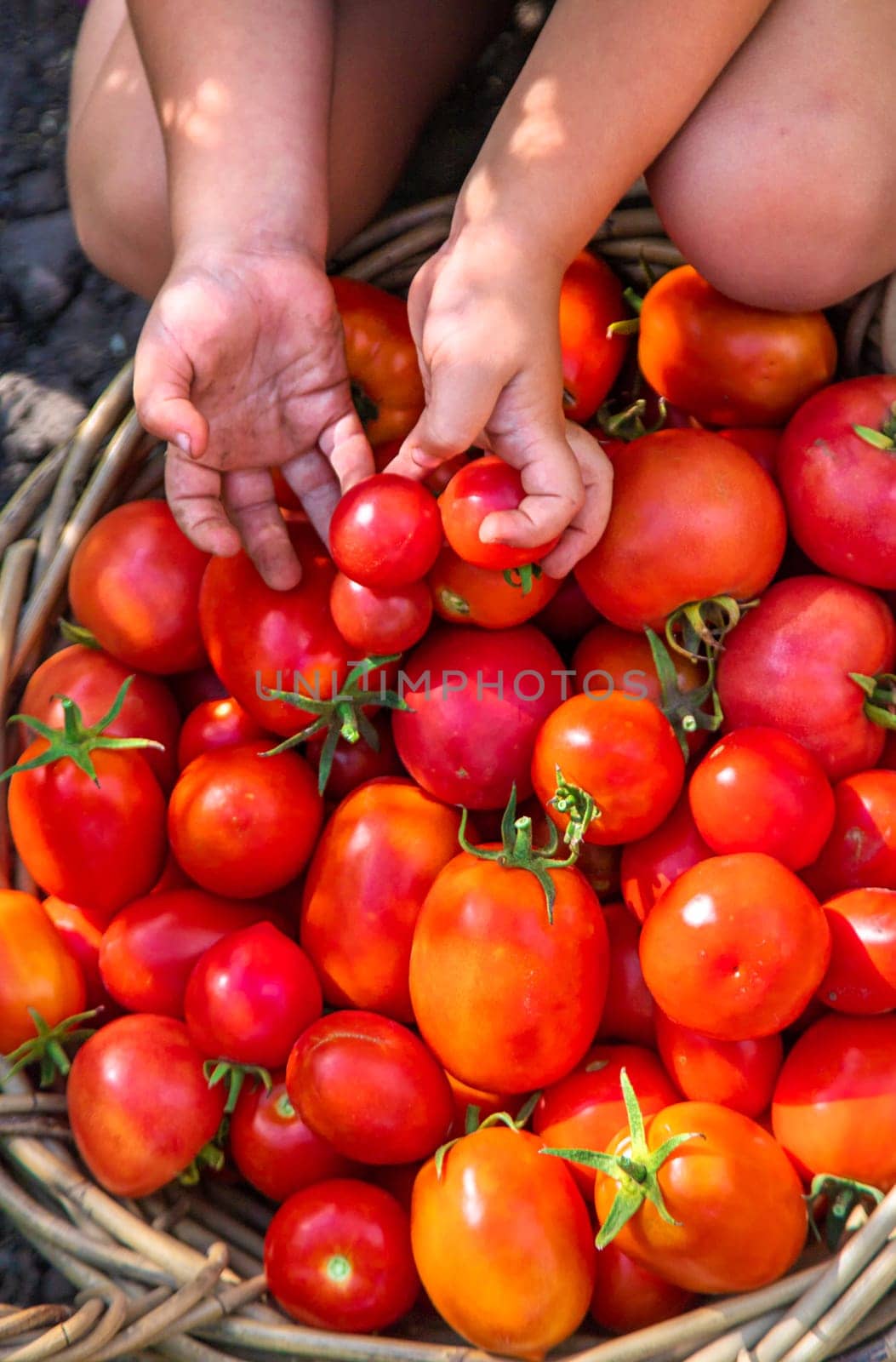 A child is harvesting tomatoes in the garden. Selective focus. Kid.