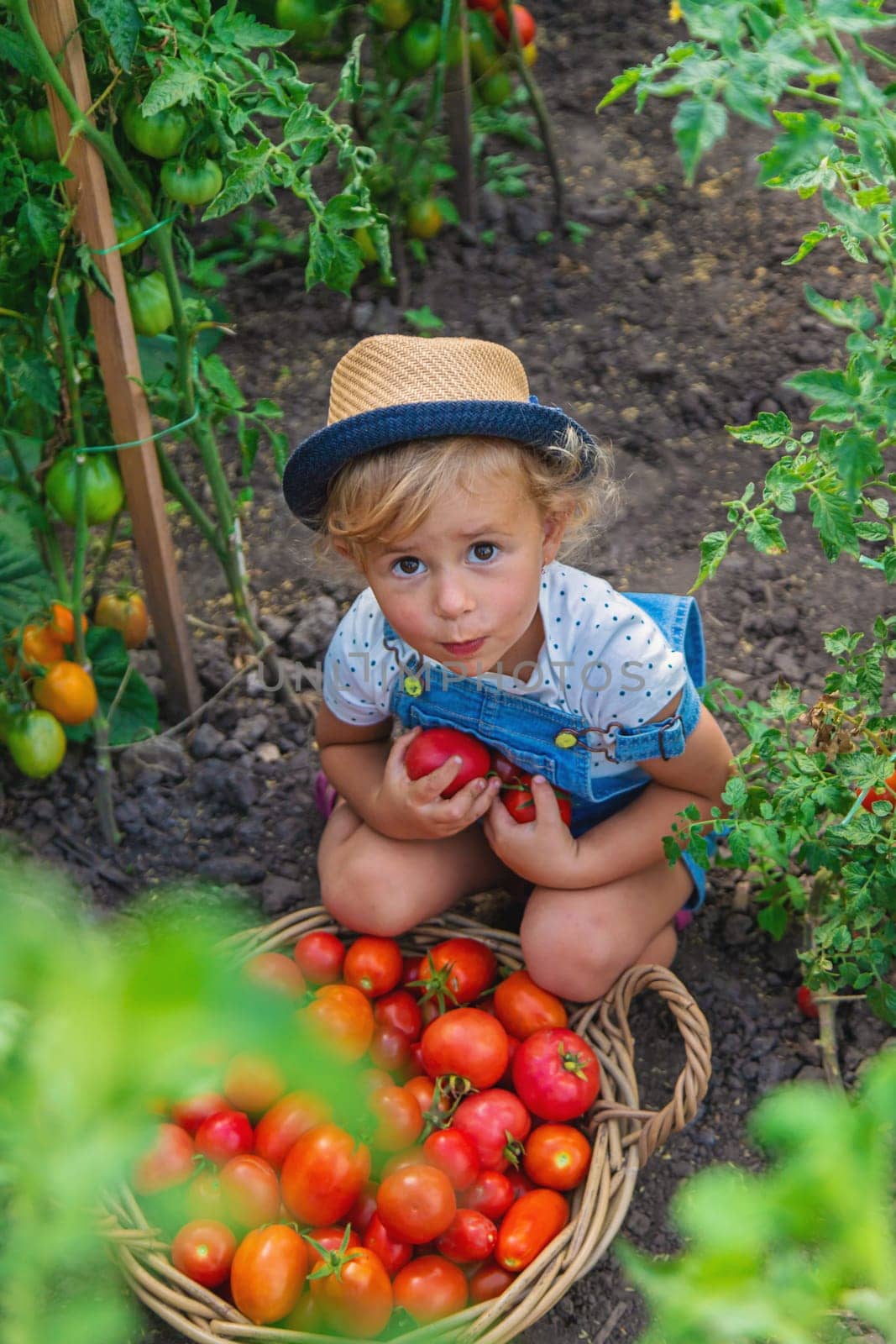 A child is harvesting tomatoes in the garden. Selective focus. Kid.