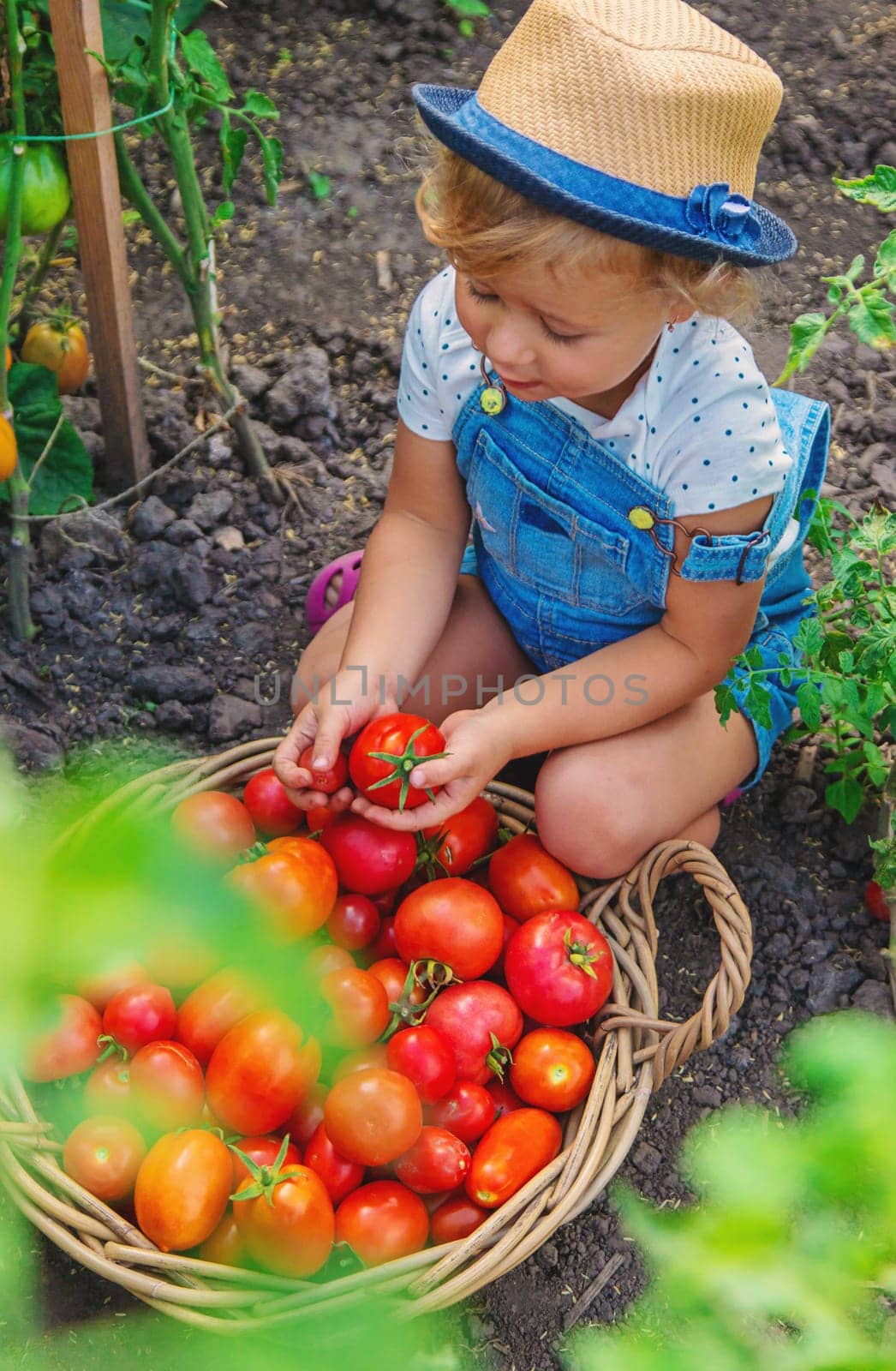 A child is harvesting tomatoes in the garden. Selective focus. by yanadjana