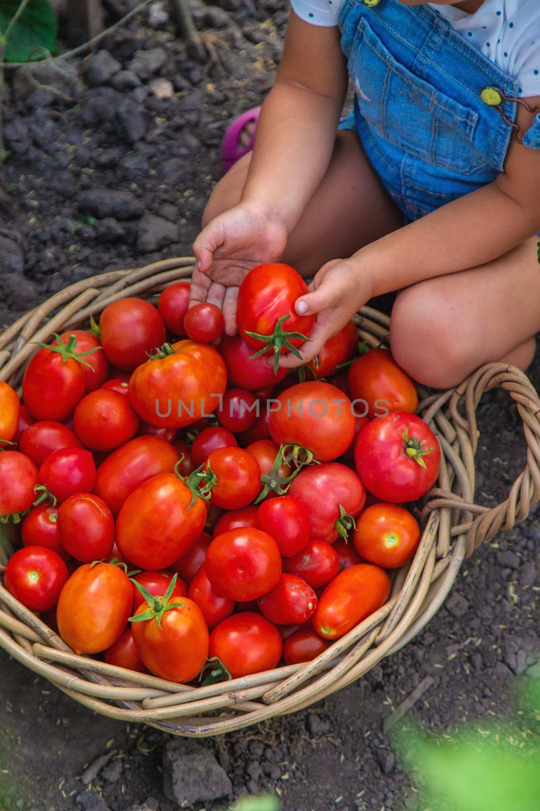 A child is harvesting tomatoes in the garden. Selective focus. by yanadjana