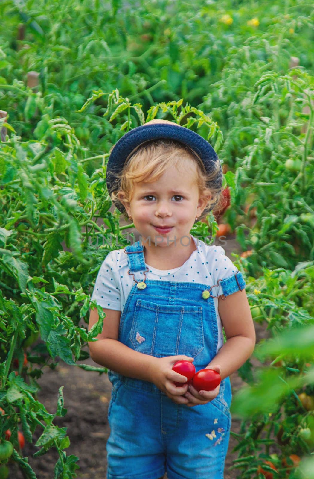 A child is harvesting tomatoes in the garden. Selective focus. by yanadjana