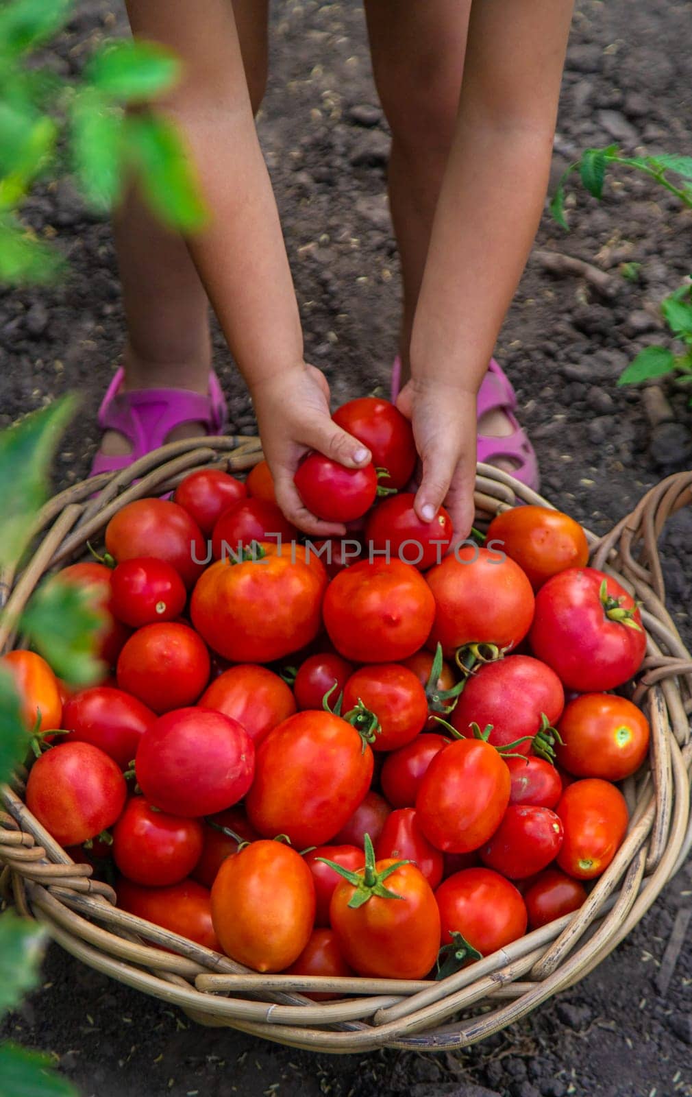 A child is harvesting tomatoes in the garden. Selective focus. by yanadjana