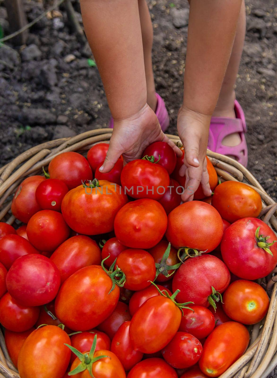 A child is harvesting tomatoes in the garden. Selective focus. Kid.