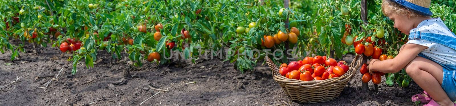 A child is harvesting tomatoes in the garden. Selective focus. Kid.