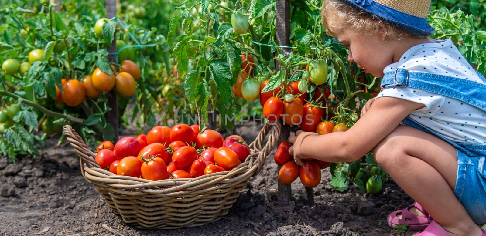 A child is harvesting tomatoes in the garden. Selective focus. Kid.