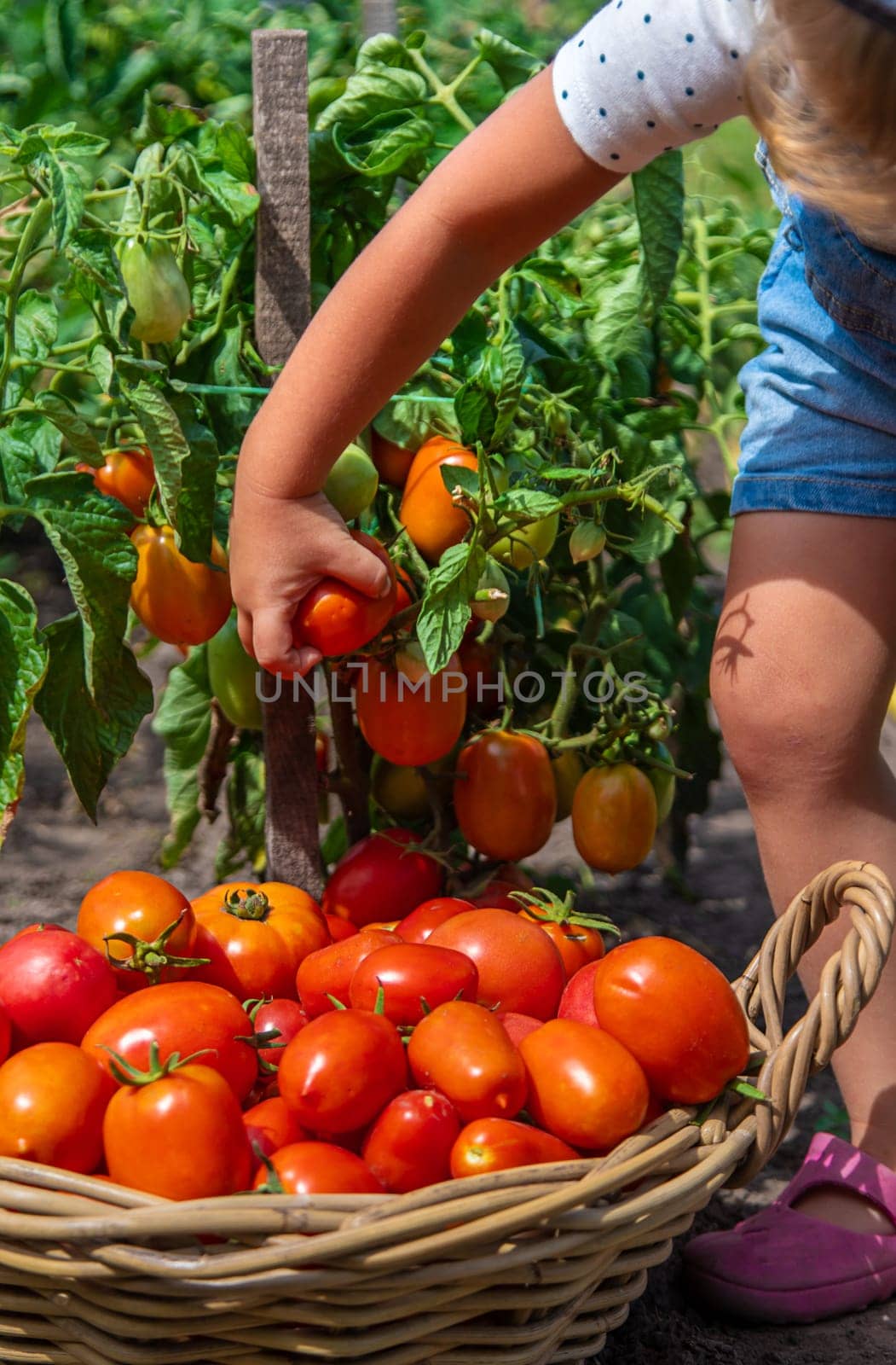 A child is harvesting tomatoes in the garden. Selective focus. Kid.