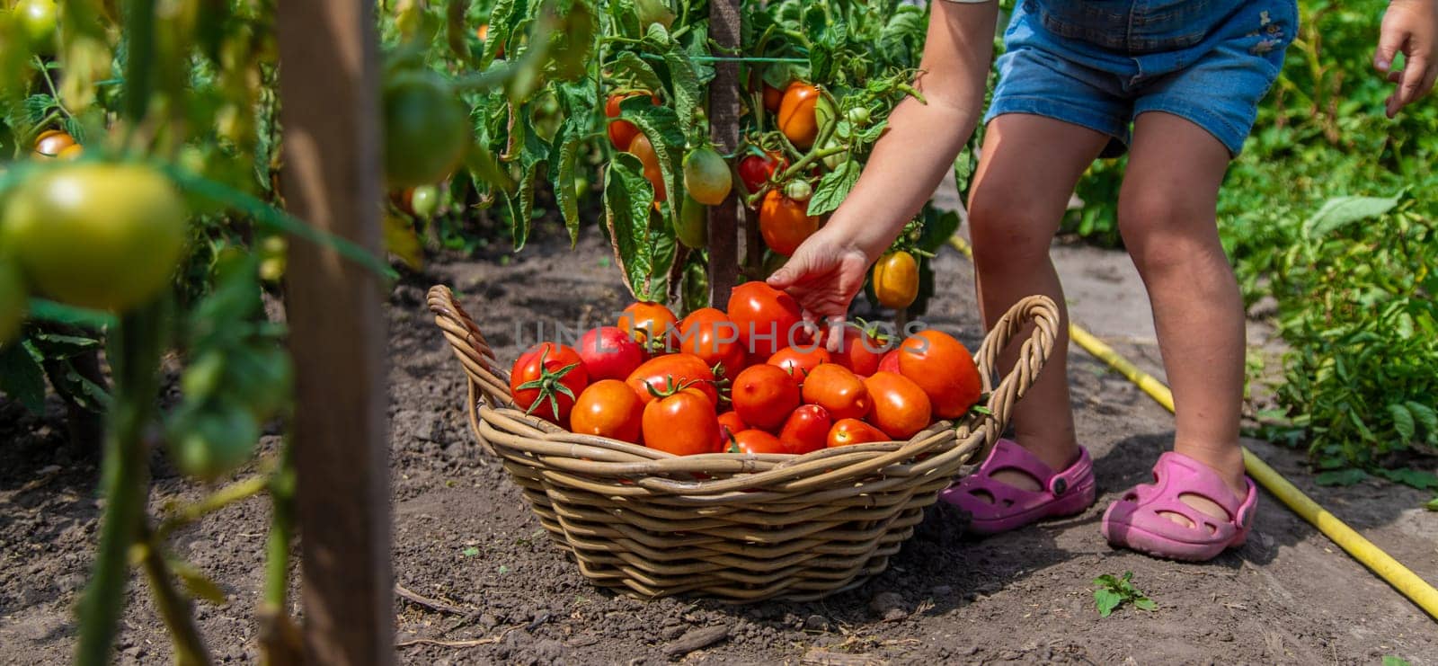 A child is harvesting tomatoes in the garden. Selective focus. Kid.