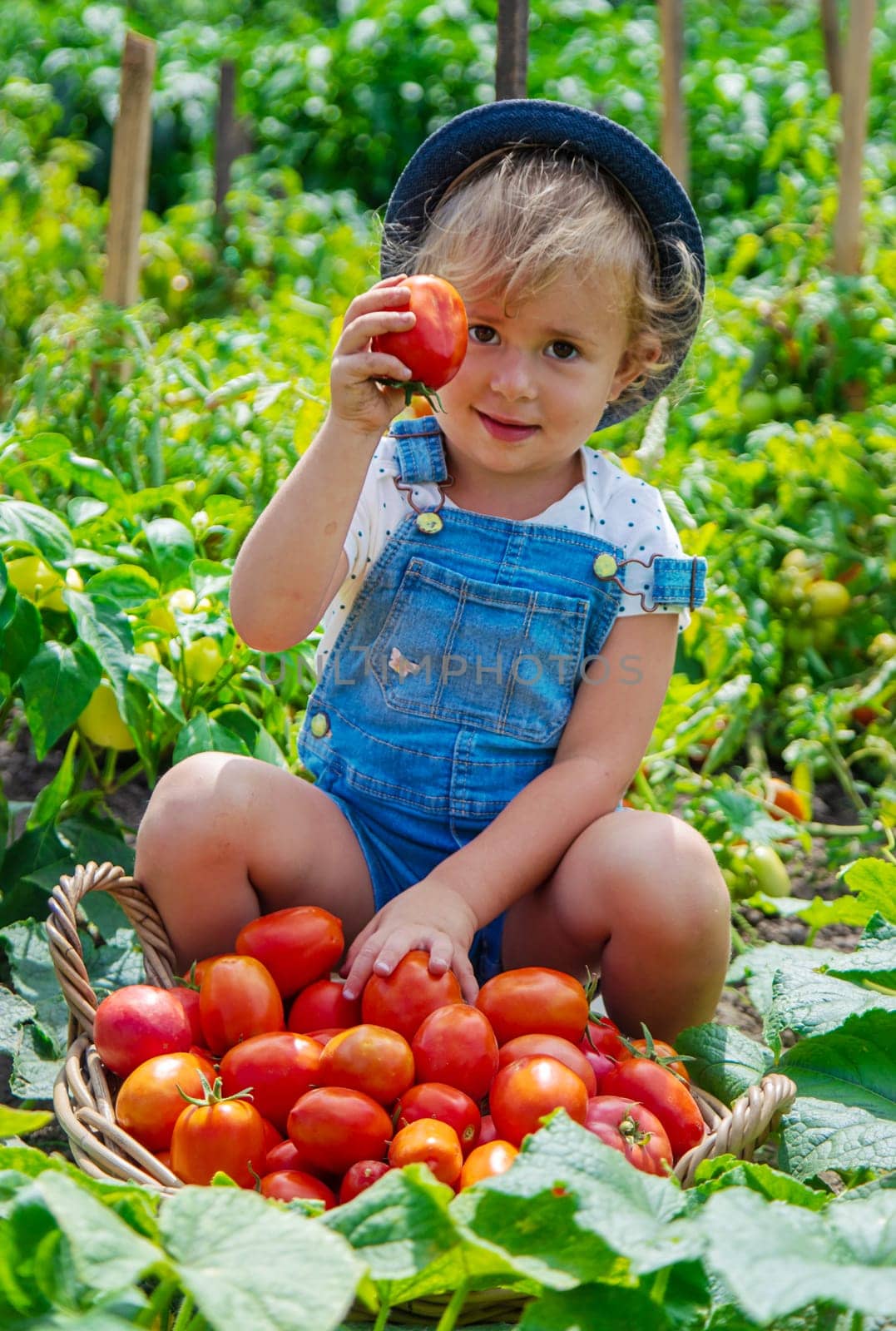 A child is harvesting tomatoes in the garden. Selective focus. Kid.