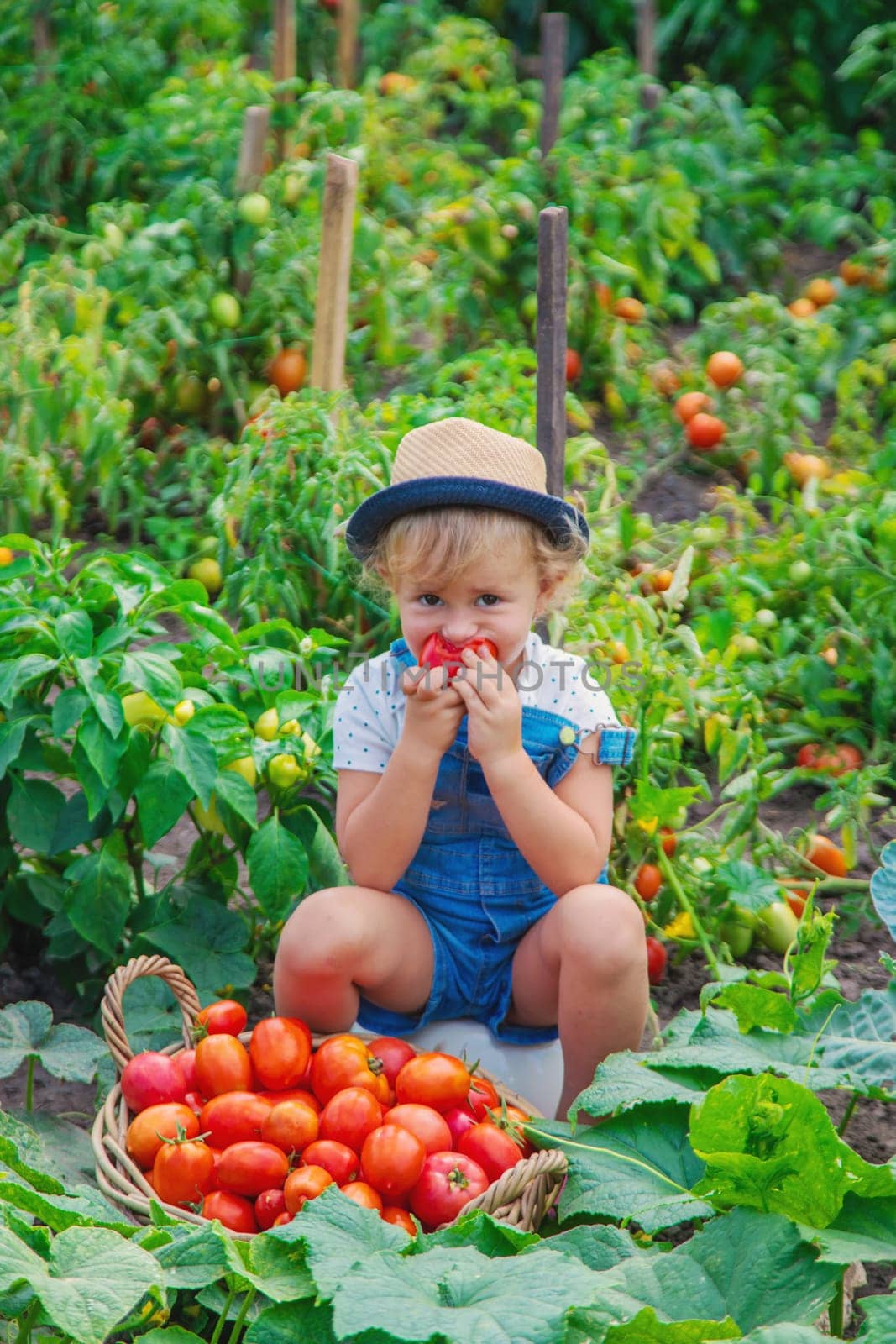 A child is harvesting tomatoes in the garden. Selective focus. by yanadjana