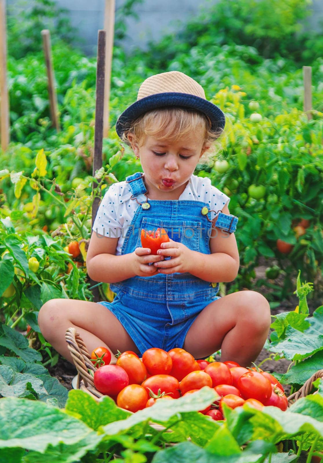 A child is harvesting tomatoes in the garden. Selective focus. Kid.